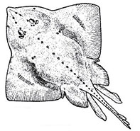 Amblyraja jenseni_01.jpg